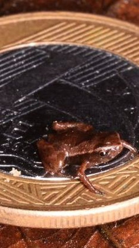 Katak Brazil Ini Lebih Mungil dari Kutu Manusia, Calon Vertebrata Terkecil di Bumi