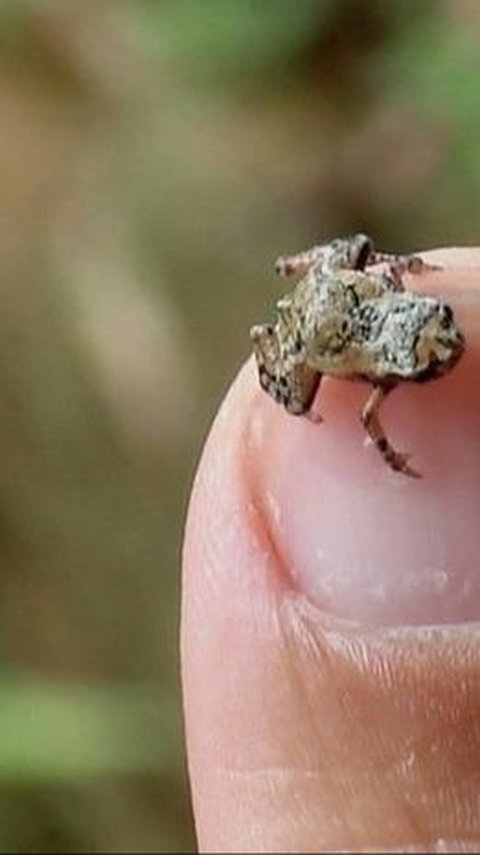 Penemuan Katak Kutu Brazil