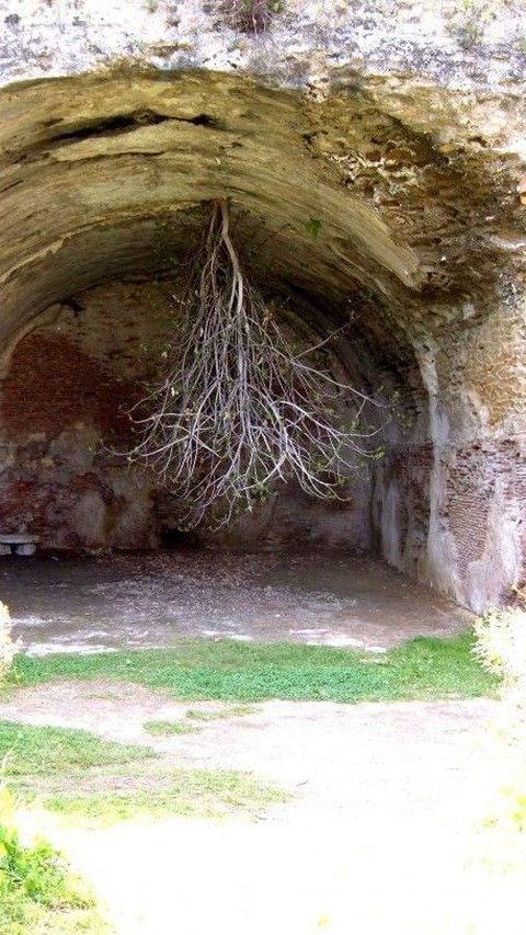 Facts about the Upside-Down Ara Tree