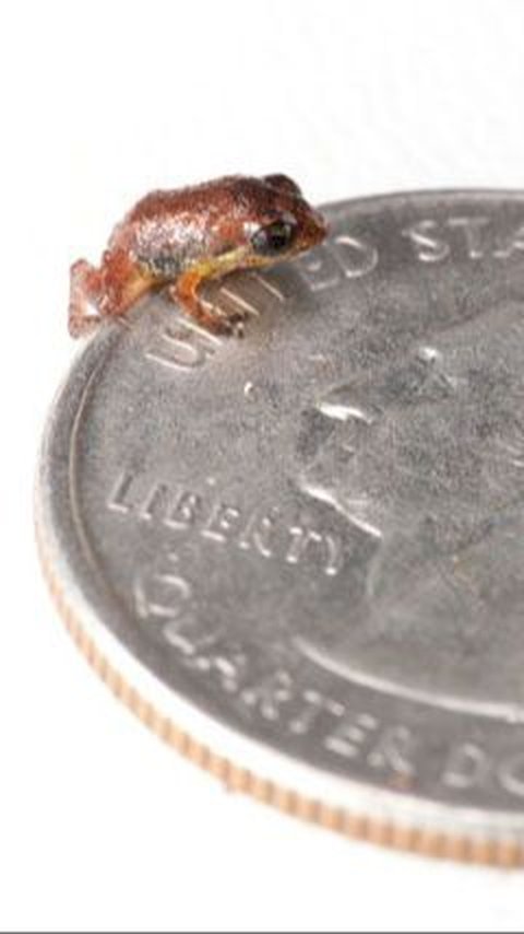 Size of Brazilian Flea Frog