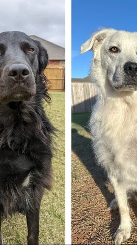 <b>Alami Vitiligo, Anjing Hitam Ini Berubah Jadi Putih dalam 2 Tahun</b><br>