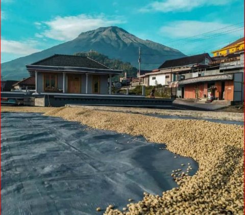 Sensasi Menikmati Kopi Arabika di Lembah Sumbing-Sindoro, Jadi Penghangat di Tengah Dinginnya Udara Pegunungan