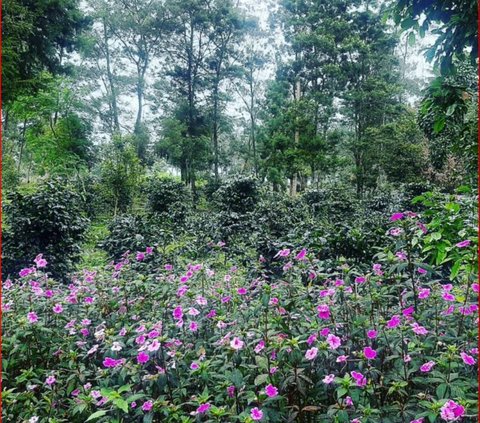 Sensasi Menikmati Kopi Arabika di Lembah Sumbing-Sindoro, Jadi Penghangat di Tengah Dinginnya Udara Pegunungan