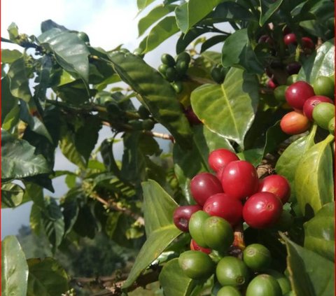 Sensasi Menikmati Kopi Arabika di Lembah Sumbing-Sindoro, Jadi Penghangat di Tengah Dinginnya Udara Pegunungan