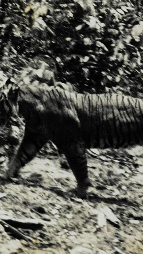 <b>Melihat Sejarah Rampogan Macan, Tradisi Adu Harimau Lawan Manusia yang Populer di Tanah Jawa</b>