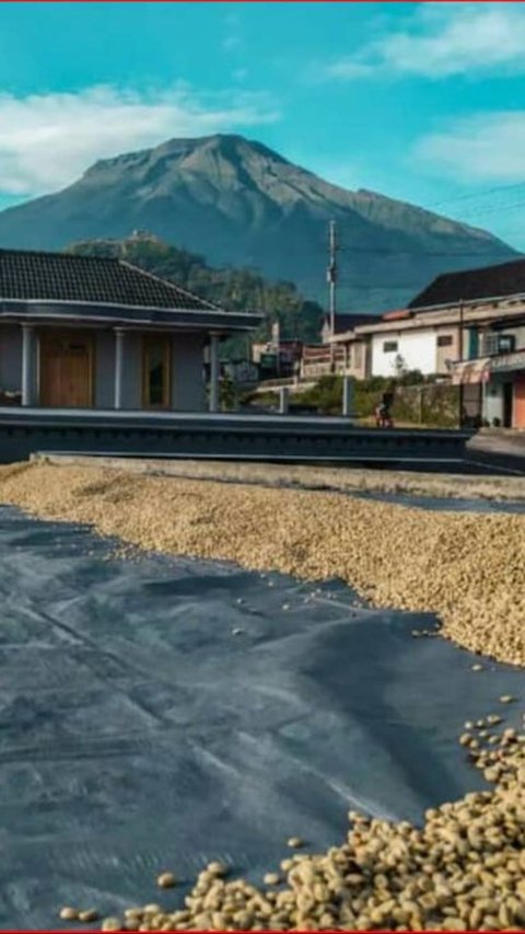 Sensasi Menikmati Kopi Arabika di Lembah Sumbing-Sindoro, Jadi Penghangat di Tengah Dinginnya Udara Pegunungan