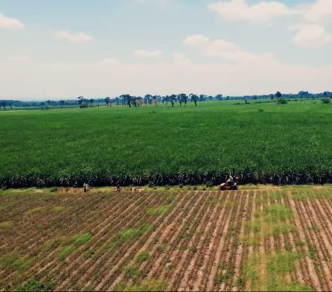 Nasib Orang Tidak Ada yang Tahu, Pria Lulusan SMP Ini Sukses Miliki Sapi 500 Ekor & Kelola Kebun Nanas 300 Hektar