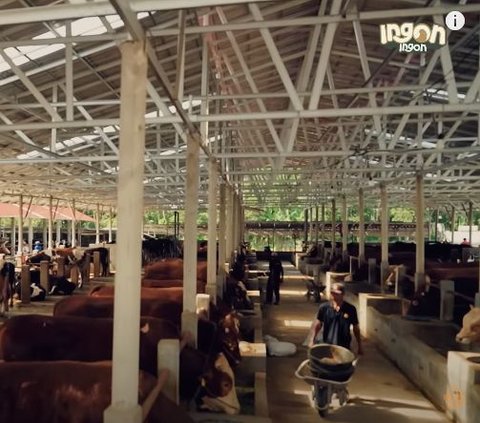 Nasib Orang Tidak Ada yang Tahu, Pria Lulusan SMP Ini Sukses Miliki Sapi 500 Ekor & Kelola Kebun Nanas 300 Hektar