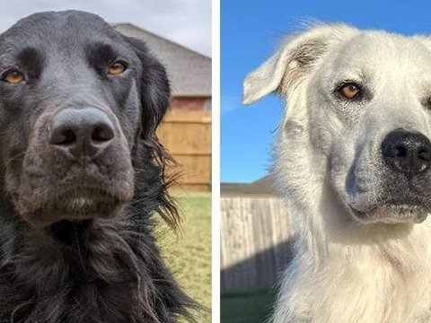 Black Dog Turns White in 2 Years Due to Natural Vitiligo