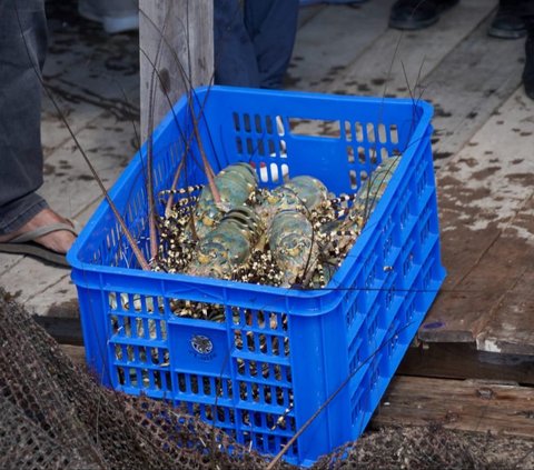 2 Tahun Larang Ekspor Benih Lobster, Menteri Trenggono Akui Kewalahan dan Banyak Kecolongan