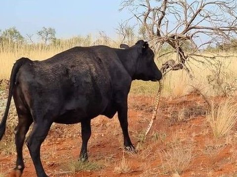 Beyond Reason, a Cow Caught on Camera Chewing a Python