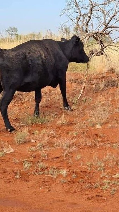 Beyond Reason, a Cow Caught on Camera Chewing a Python