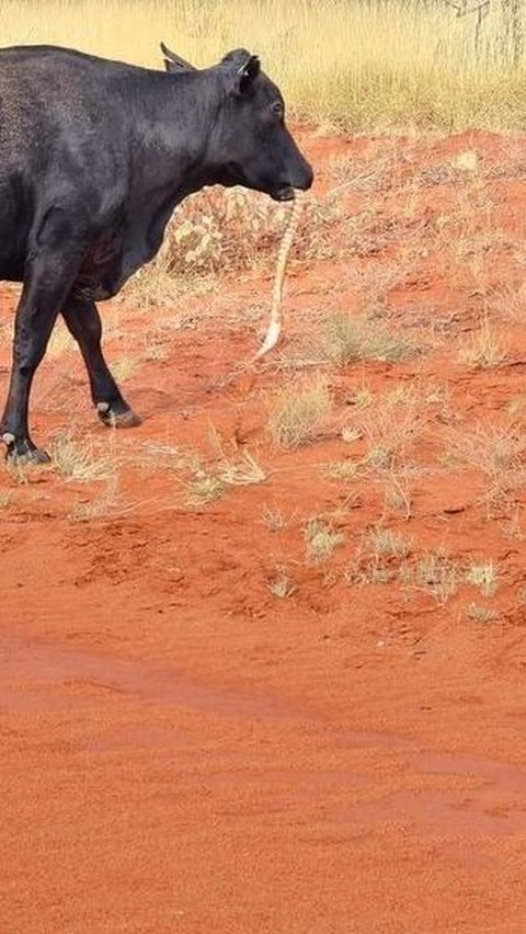 Beyond Reason, a Cow Caught on Camera Chewing a Python