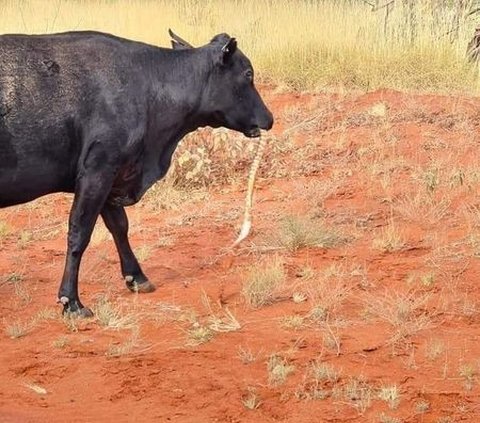 Beyond Reason, a Cow Caught on Camera Chewing a Python