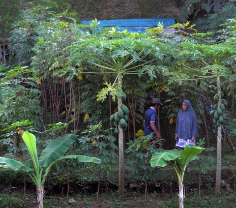 Warga menguret rumput di ladang Garapan pinggir kali Kanal Banjir Timur, Pondok Kopi, Jakarta Timur, Senin (29/4/2024). Sebagian lahan tanah di kawasan Kanal Banjir Timur dimanfaatkan warga untuk berladang. Foto: merdeka.com / Imam Buhori<br>