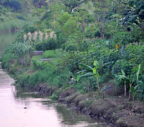 FOTO: Memanfaatkan Lahan Kosong Kanal Banjir Timur untuk Berladang Tanaman Produktif