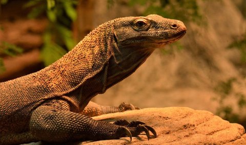 Keluarga Romansyah, mengapresiasi kesigapan Tim SAR Gabungan dalam mengevakuasi seorang warga Desa Komodo, Kabupaten Manggarai Barat.<br>