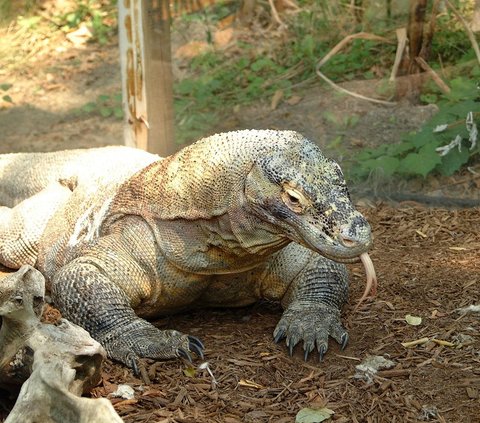 Pencari Madu di Pulau Rinca Digigit Komodo