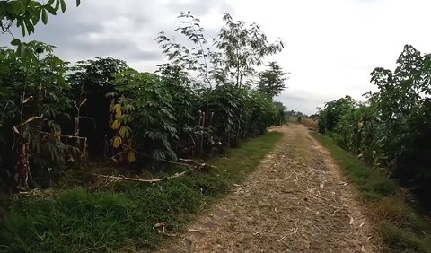 Sementara di siang hari, beginilah kondisi dan suasana di Alas Sukun. Nyaris nampak tak ada kehidupan dan banyak dipenuhi dengan tanaman kayu putih dan hanya ada jalan setapak sebagai aksesnya. <br>