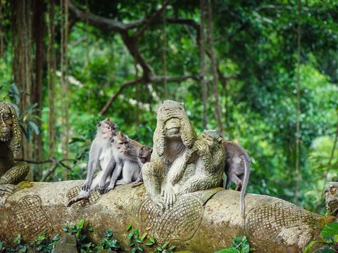 Hutan Monyet