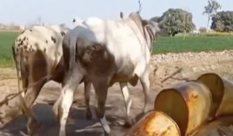 Cara yang dilakukan oleh Arab Badui dalam mengelola lahan pertanian juga masih tradisional. Mereka memilih menggunakan tenaga sapi tanpa alat penyedot.<br>