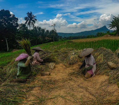 BPS Sebut Produksi Beras Surplus, Pengamat dan Praktisi Minta Bulog Lakukan Penyerapan