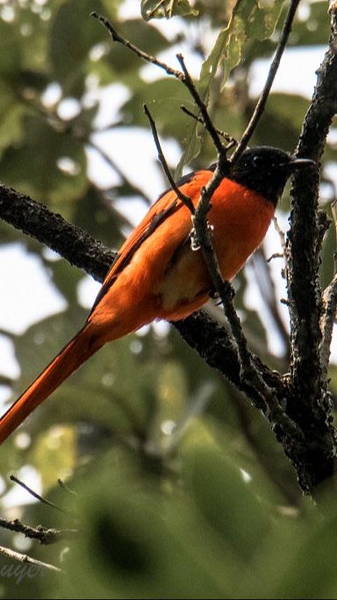 <b>Mitos Burung Mantenan, Dianggap Membawa Keberuntungan</b>