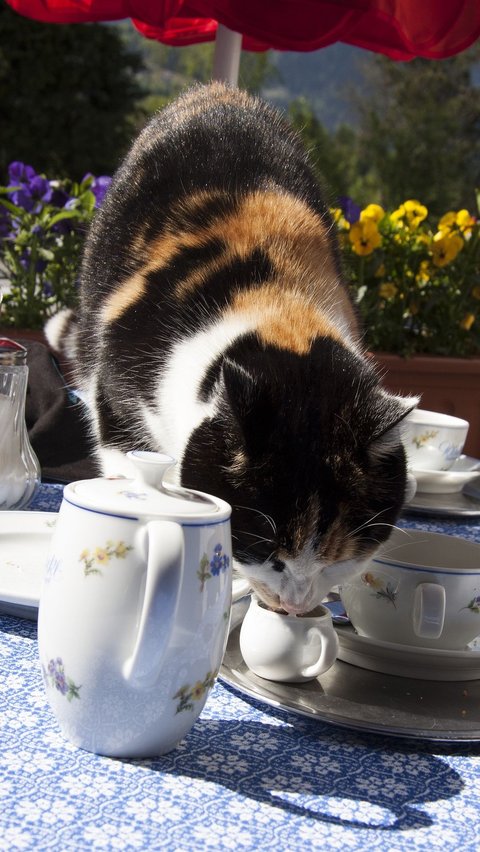 Kutu telinga pada kucing merupakan salah satu masalah kesehatan yang umum terjadi pada hewan peliharaan.