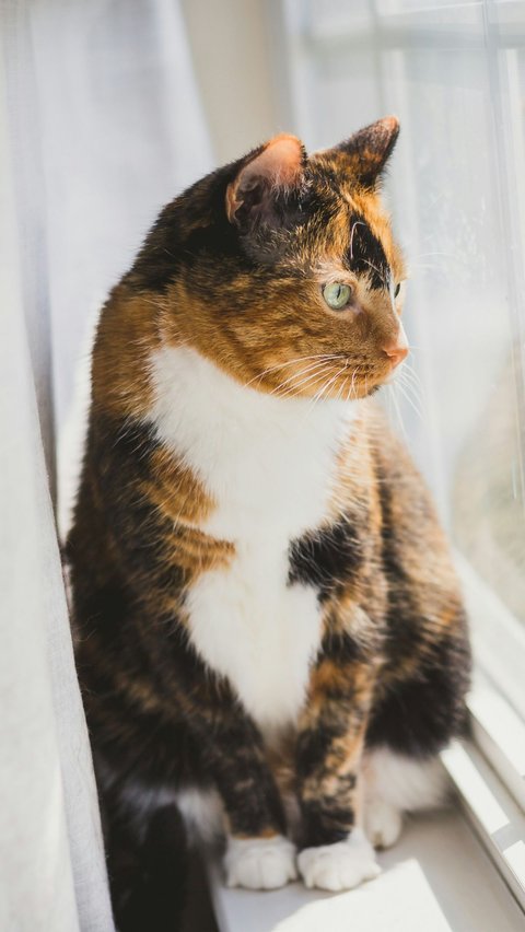 Kucing 3 warna atau belang 3 ternyata juga lekat dengan mitos unik di tengah masyarakat.