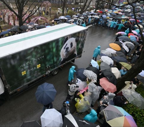 Ribuan orang menghadiri acara perpisahan panda Fu Bao di Taman Hiburan Everland, Yongin, Korea Selatan, Rabu (3/4/2024). Mereka datang untuk melepas Fu Bao yang harus dipulangkan ke China berdasarkan perjanjian internasional. Jung Yeon-je / AFP