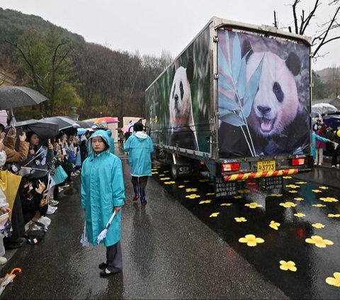 FOTO: Penuh Air Mata, Ini Momen Ribuan Warga Korea Selatan Melepas Panda Fu Bao yang Dipulangkan ke China