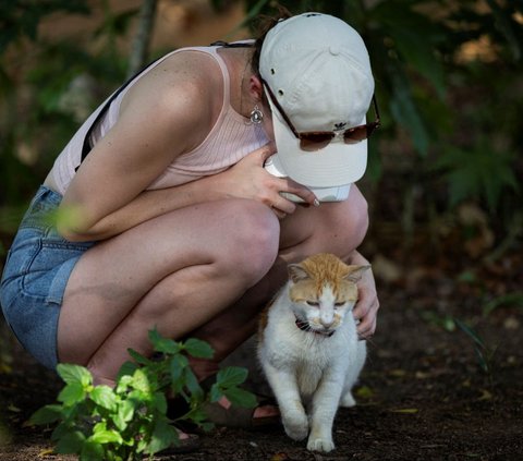 FOTO: Potret Ratusan Kucing Lucu di Distrik Bersejarah Puerto Rico, Menyenangkan di Mata Warga, Namun Dinilai Mengganggu oleh Pemerintah