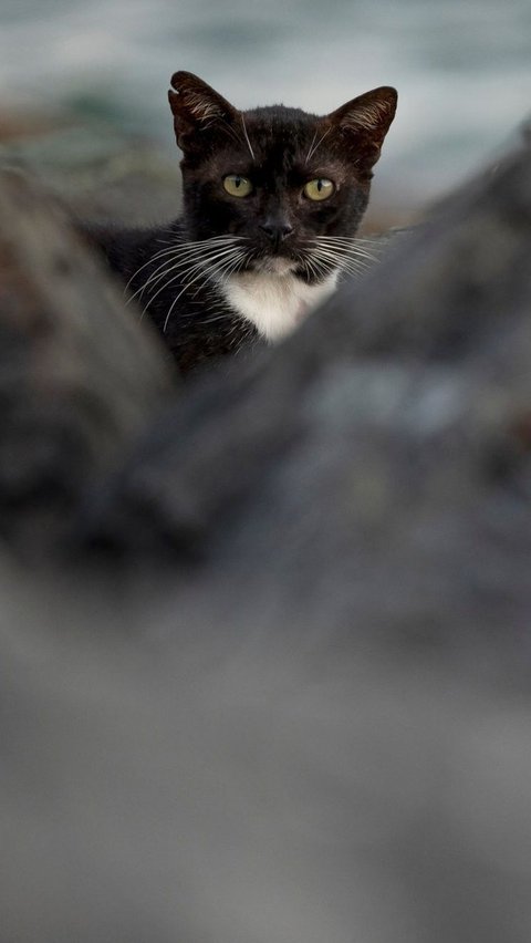 Sebagai informasi, Alley Cat Allies adalah organisasi nirlaba yang mengadvokasi reformasi kebijakan dan institusi publik sehubungan dengan perlakuan manusiawi terhadap semua kucing. Foto: RICARDO ARDUENGO / AFP<br>