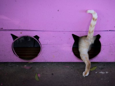 FOTO: Potret Ratusan Kucing Lucu di Distrik Bersejarah Puerto Rico, Menyenangkan di Mata Warga, Namun Dinilai Mengganggu oleh Pemerintah