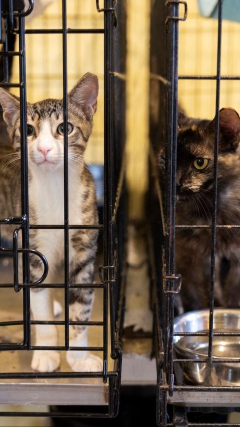 Meskipun warga setempat senang dengan keberadaan kucing-kucing tersebut, namun pemerintah setempat tidak setuju. Foto: RICARDO ARDUENGO / AFP<br>