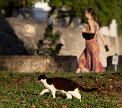 FOTO: Potret Ratusan Kucing Lucu di Distrik Bersejarah Puerto Rico, Menyenangkan di Mata Warga, Namun Dinilai Mengganggu oleh Pemerintah