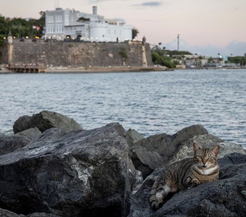 FOTO: Potret Ratusan Kucing Lucu di Distrik Bersejarah Puerto Rico, Menyenangkan di Mata Warga, Namun Dinilai Mengganggu oleh Pemerintah