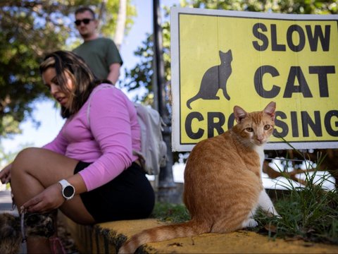 FOTO: Potret Ratusan Kucing Lucu di Distrik Bersejarah Puerto Rico, Menyenangkan di Mata Warga, Namun Dinilai Mengganggu oleh Pemerintah