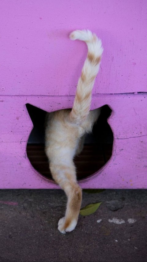 Kucing-kucing ini diyakini sebagai keturunan kucing era kolonial yang dibawa oleh Walikota San Juan pada era pertengahan abad ke-20 untuk membunuh tikus. Foto: RICARDO ARDUENGO / AFP