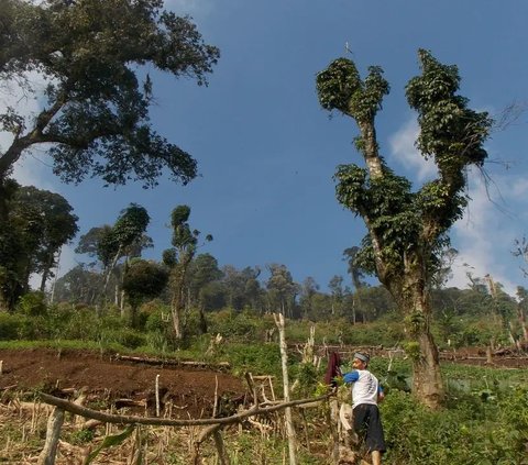 Pesona Gunung Karang Gunung Api Tertinggi di Banten, Bisa Terlihat dari Jakarta