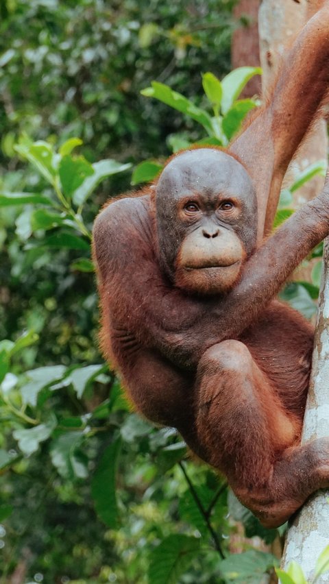 Platform Kitabisa Punya Program Konservasi Orangutan