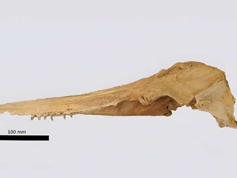 Ilmuwan Temukan Fosil Lumba-Lumba Jenis Baru, Deretan Giginya Terbentang Lebar