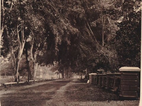 Potret Tanah Abang Sebelum Tahun 1863,  Penuh Pohon Rindang, Adem & Sejuk Beda Banget Sama Sekarang