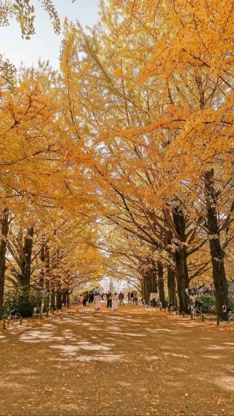 Fakta Tentang Musim di Jepang
