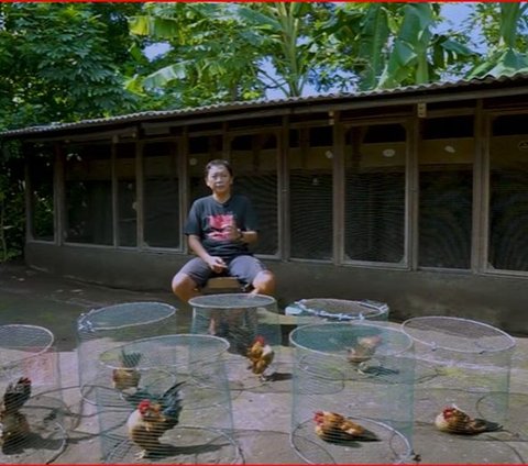 Pria Asal Jogja Ini Hobi Pelihara Ayam Terkecil di Dunia, Perawatannya Tak Ribet dan Bikin Ketagihan