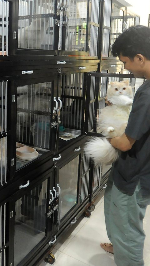 FOTO: H-3 Jelang Idulftri 1445 H, Permintaan Jasa Penitipan Kucing Melonjak 100 Persen