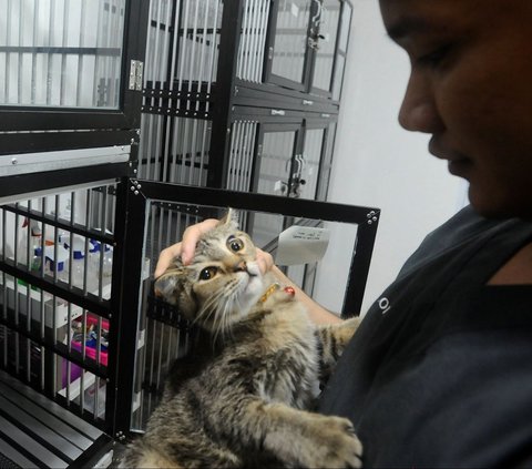 FOTO: H-3 Jelang Idulftri 1445 H, Permintaan Jasa Penitipan Kucing Melonjak 100 Persen