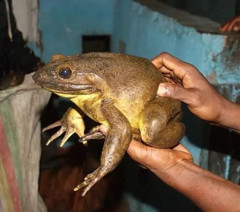 The Appearance of the Largest Frog in the World that is Threatened with Extinction
