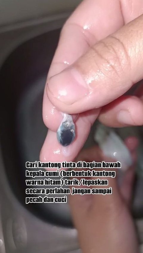 Cabut Kantong Tinta dan Mata Cumi