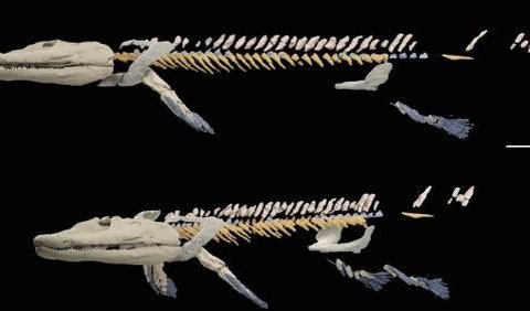 Sirip perut ikan secara evolusi berkaitan dengan anggota belakang tetrapoda, yaitu vertebrata berkaki empat, termasuk manusia. 
